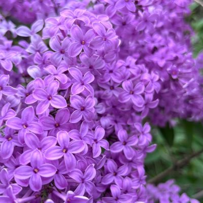 AmyBado's profile picture. Math Teacher