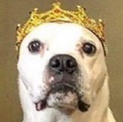 RealKingPup's profile picture. you are not allowed to follow this account