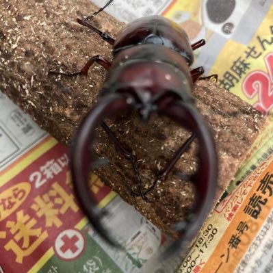 趣味の延長で、BASEショップ『トカラ屋』を開店してみました🐜トカラノコギリクワガタを中心にご提供していきたいと思っております♪ 気になる方は、覗きに来て下さい^ ^