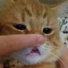 ch3rryc4k3's profile picture. 사랑한다고 말할 수밖에 없는 얼굴이었다.