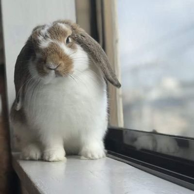 ごんじり🐰さんのプロフィール画像