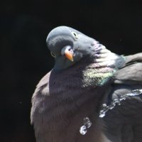 We are all mammals (@mrssomerset) 's Twitter Profile Photo