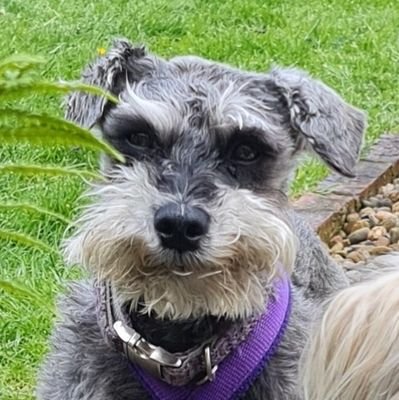 We are two beautiful Lhasa girlies and two gorgeous rescue Schnauzers... supporting @schnauzerfestuk ❤ Mama is our scribe, and writes a blog about us... ❤️