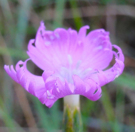 xiyanglong's profile picture. Canadian Free Author living in Western France Trilingual English French Chinese. Auteur libre canadien, vivant en l'ouest français.