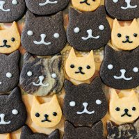 くろねこにゃんこ🐈⬛ (@zwarte_o_o_poes) 's Twitter Profile