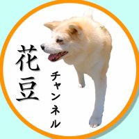 秋田犬 花豆(はなまめ)(@akitainu_lovers) 's Twitter Profile Photo