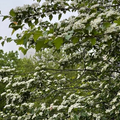 GautamSishta's profile picture. Former merchant marine turned airline pirate 🛳 ✈️⚡️🥖
