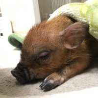 みたらし🍡マイクロブタ🐷 (@michan220104) 's Twitter Profile
