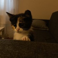 yuva - adım yuva yuva aramiom (@yuvakediben) 's Twitter Profile