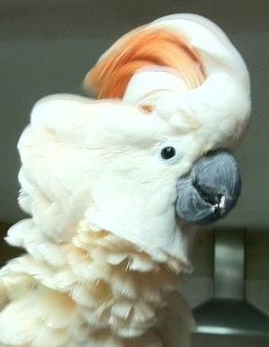 cuppatoo's profile picture. 