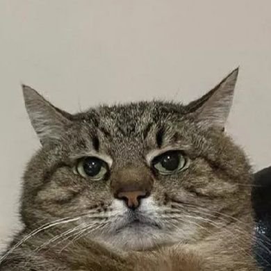 Tomさんのプロフィール画像