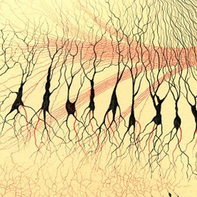 This open conference addresses all aspects of hippocampal structure, circuitry, function, and dysfunction. Join us in Verona, Italy, 16-21 May, 2027.