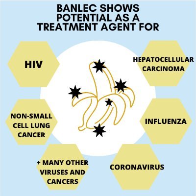 BananaLectin's profile picture. Molecularly engineered by The Markovitz Lab | @umichmedicine 
A broad-spectrum antiviral agent for #HIV #Cancer #Influenza #Coronavirus & more!
#BanLec