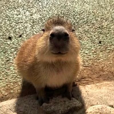 epeza fort tora trollaro