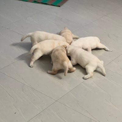 biju_venugopal's profile picture. A proud Indian Hindu.