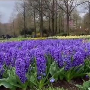 ObenewaaPatric2's profile picture. 