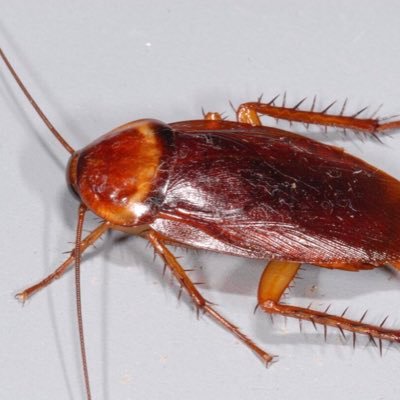 hi I’m a roach and I used to live under Chantal’s fupa. I don’t like flying though so I didn’t go to Kuwait.