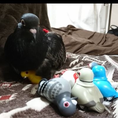 C2QFdpma8f4wRYg's profile picture. 鳩さん二羽、サザナミインコ二羽と一緒に暮らしてます☺
2023.11.03〜鳩さん1羽、新メンバーとして仲間入りしました🤍
2024.6〜鳩さん1羽、更に増えました😅
ソフトに🍏推しデス👍