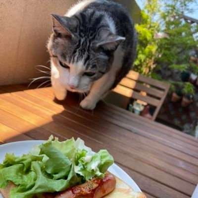 ベランダで猫のももと一緒にガーデニング等しています。多肉初心者🔰です。twitterも初心者🔰で色々失礼があると思いますが😥💦
宜しくお願いします🙇
無言フォロー失礼します。
ベランダを楽しく過ごせる動画をユーチューブにアップしておりますので良かったらご覧下さい。