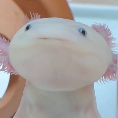 ウーパールーパーのうめたん♪ 2021年11月に我が家にやってきました。起立が特技です。飼い主の皆さんよろしくお願いします。