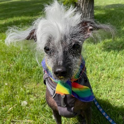 cyberbruj's profile picture. -in training