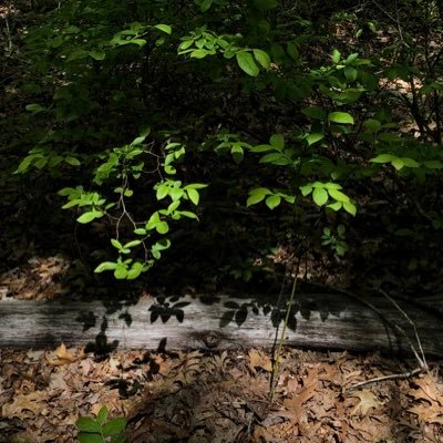 Stringtheory123's profile picture. Always learning. I look for the beauty around me. Synchronicity lets me know I am on the right path. 🌲🏡