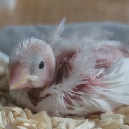 2022年6月7日18:30🗓今年5月上旬誕生の白文鳥のヒナをお迎え致しました♡今までに鳥さんを育てた経験は無く、不安ではありますが精一杯のお世話をしております♡同じく鳥さんと暮らしている方と繋がりたくアカウントを作成致しました♡知識面・技量共に未熟でございますが、何卒宜しくお願い致します♡