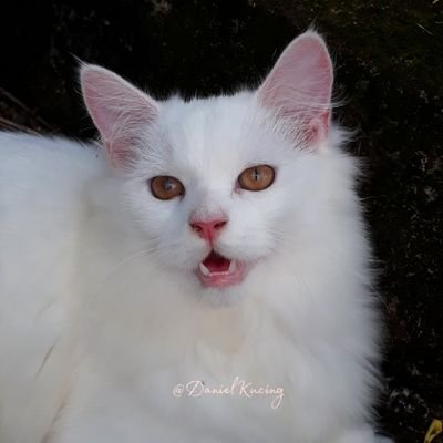 Visit Daniel white cat Profile