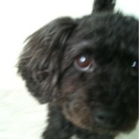with_a_black_dog(@withablackdog1) 's Twitter Profile Photo