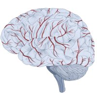 Neurovascular Research Unit (@nvr_mgh) 's Twitter Profile