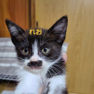 令和2年5月生まれ(黒猫)かい　男の子
令和2年8月生まれ(サビ猫)むぎ　女の子
令和3年4月生まれ3姉弟(茶トラ猫)　きなこ　女の子(麦わら猫)　らい　女の子　(キジトラ猫)　まる　　男の子
令和4年4月生まれ(黒白)れお　男の子
令和3年3月生まれ(サビ猫パステル)ふく　女の子　癒しをどうぞ　#猫　#黒猫　#サビ猫