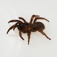 2022 American Arachnological Society Meeting(@AASmeeting2022) 's Twitter Profile Photo