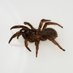 2022 American Arachnological Society Meeting (@AASmeeting2022) Twitter profile photo