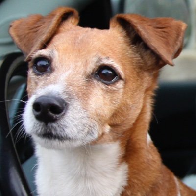 BrownBirch5's profile picture. 