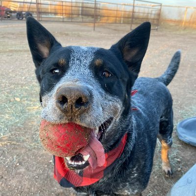 Barnlife is about life on the farm and all the animals that enjoy life here viewed with a sense of humor because well, animals and kids-keeping you laughing