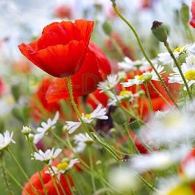 proffuturperdir's profile picture. Prof voulant passer le concours de chef d’établissement 🤞je mettrais dans mon fil, mes révisions 📚