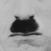 Chaplinmustache's profile picture. I'm just a mustache