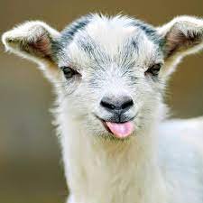 the goatさんのプロフィール画像