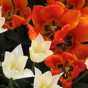 Emily LaPointe - @lapo0034 - Twitter