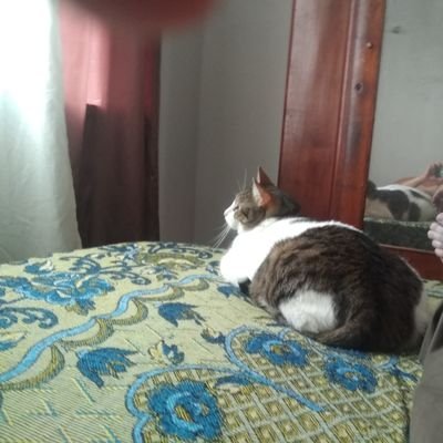 CortesClema's profile picture. Soy 😶  
Costurera.  Señas.
Operaria