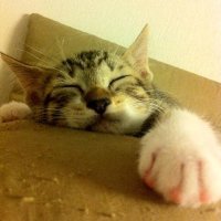 Aoba (@hongo) 's Twitter Profile Photo