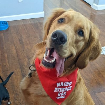 Fan Account for Nacho, former temporary member of the @thegoldenratio4 squad, and @tine_theherd herd.
