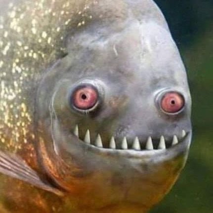 McHighPL's profile picture. 