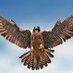 طير في السما 💙 (@Birdinsky240) Twitter profile photo