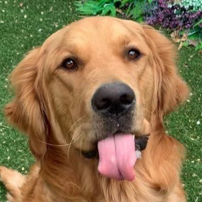 It’s me, Nacho’s tongue. I am long, and I am glorious. *Fan account of @thegoldenratio4