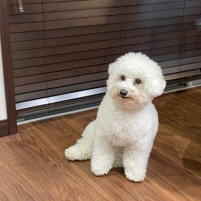 2020.2.4🎂ビションフリーゼ♀OMOCHI おもち(5) 2020.11.24🎂 👦(4) 2025.6.23🎂👶(0)との田舎暮らし