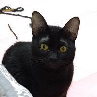 阿薇 (@lin812391) 's Twitter Profile