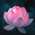 Mindfulness Meditation (@md_mindfulness) Twitter profile photo Mindfulness Meditation (@md_mindfulness) Twitter profile photo