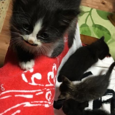 chata_111's profile picture. 行倒れの元保護猫達15匹と犬1匹まったり生きてます隠居サマナ民 食べものか！猫！動物、植物大好き♥ 非公式非公認で公式の中の人を応援してます！カネイチさん宅の🐈‍⬛まおちゃんは別枠(ꕤ ॑꒳ ॑*)🌷︎⸝‍インプゾンビお断りヽ(#ﾟДﾟ)ﾉ┌┛´Д`)ノ帰れ