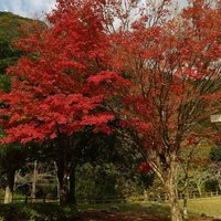 nikiniki (@nikinik76277188) 's Twitter Profile Photo